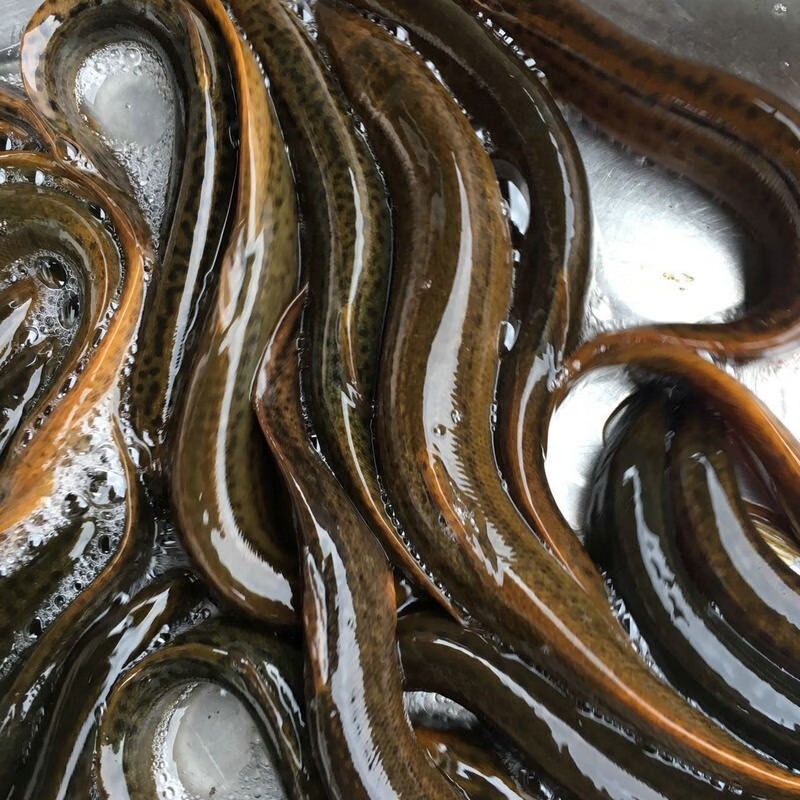 大菜园 泥鳅 新鲜泥鳅 淡水泥鳅 活泥鳅 发货 顺丰 ,1.5kg【3斤】