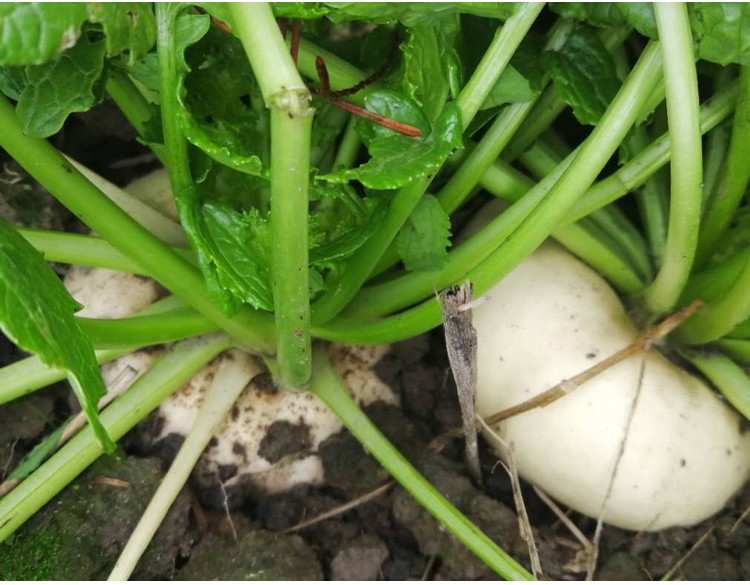 现挖恰玛古蔓菁盘菜扁头菜诸葛菜大头菜圆菜头新鲜蔬菜曼青扁萝卜 2.