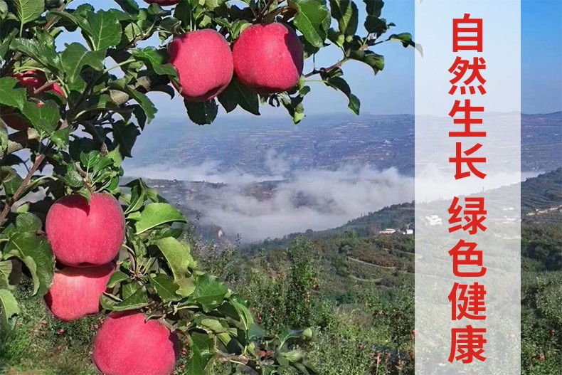 静宁苹果红六福静宁苹果红富士水果甘肃特产生鲜12枚85手提盒