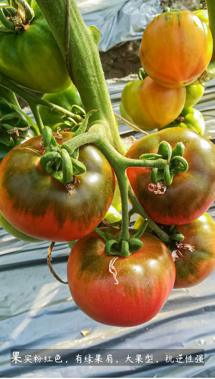 寿禾草莓番茄种子苗绿腚铁皮柿子藩茄西红柿家庭种植春秋季蔬菜种籽