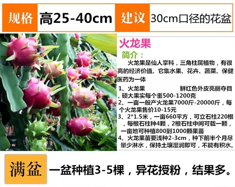 红心火龙果苗盆栽地栽红肉火龙果阳台庭院室内南北方种植当年结果 黄