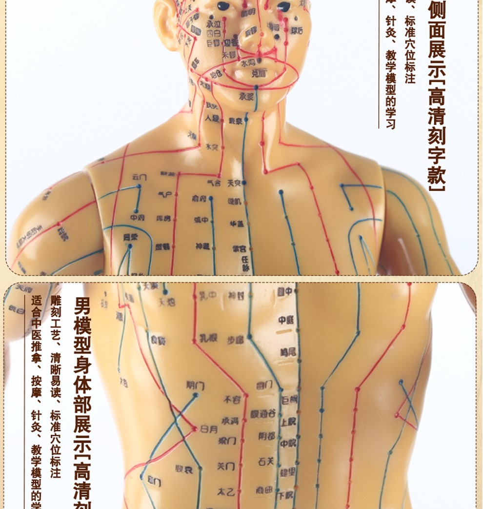 中研太和针灸穴位人体模型医用教学男女高清50cm小人模型50cm人体针灸