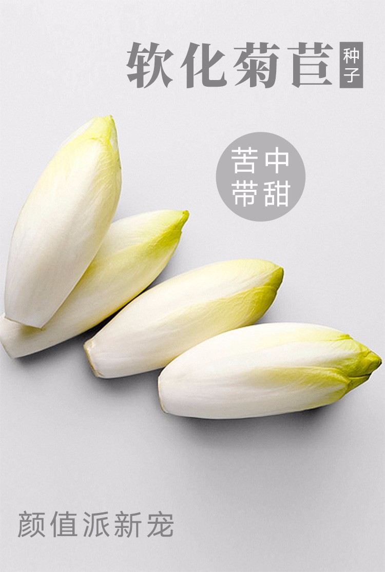 寿禾软化菊苣种子菊苣苗红色结球菊苣菜根四季蔬菜种孑金玉兰菜家庭