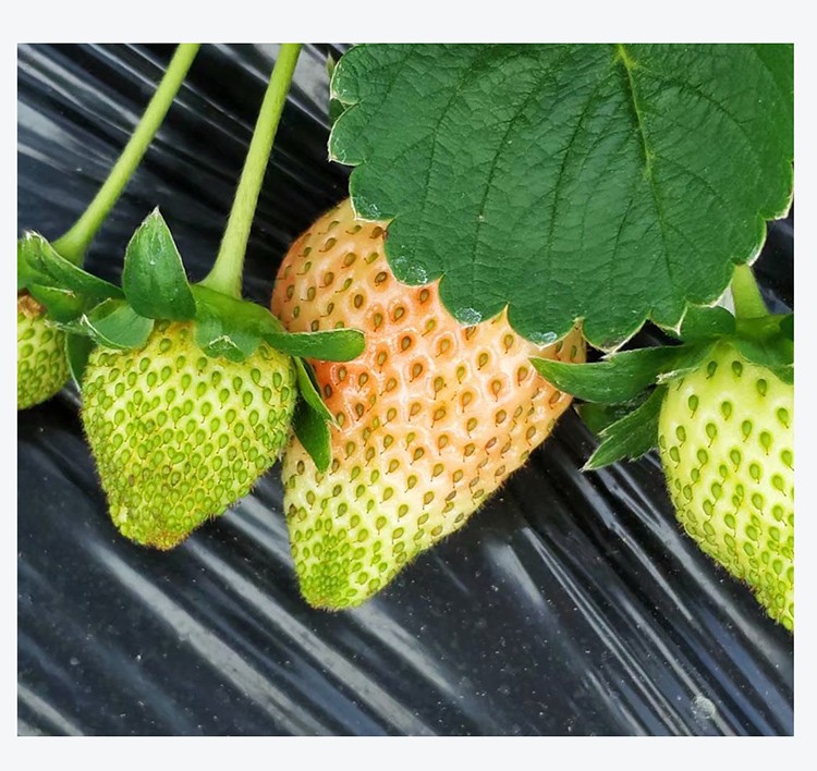 奶油草莓苗秧四季草莓苗蔬菜瓜果南北方阳台种植果树苗当年结果奶油