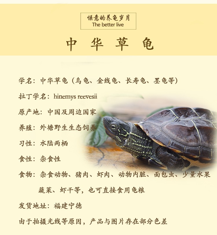 小乌龟活物中华龟外塘观赏好养水龟金线龟活的龟全品45厘米强壮大苗