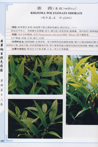 正版本纲目彩色药图邱德文吴家荣夏同珩贵州科技出版社9787806622223