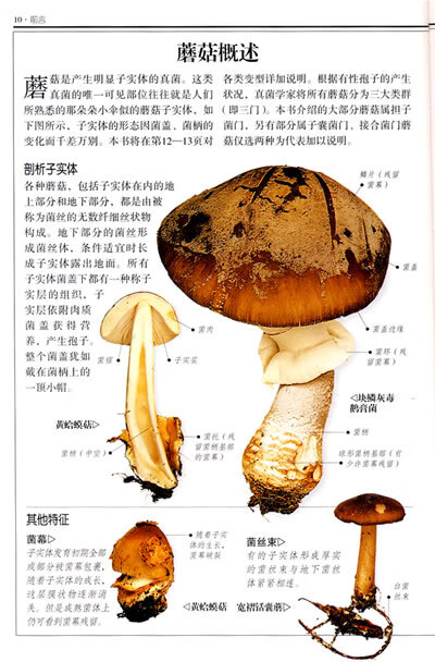 二手9成新蘑菇全世界500多种蘑菇的彩色图鉴