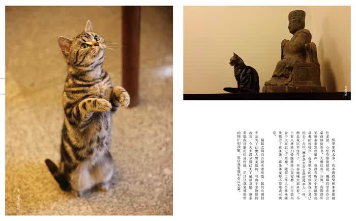 观复猫博物馆的猫馆长马未都9787508657653中信出版社