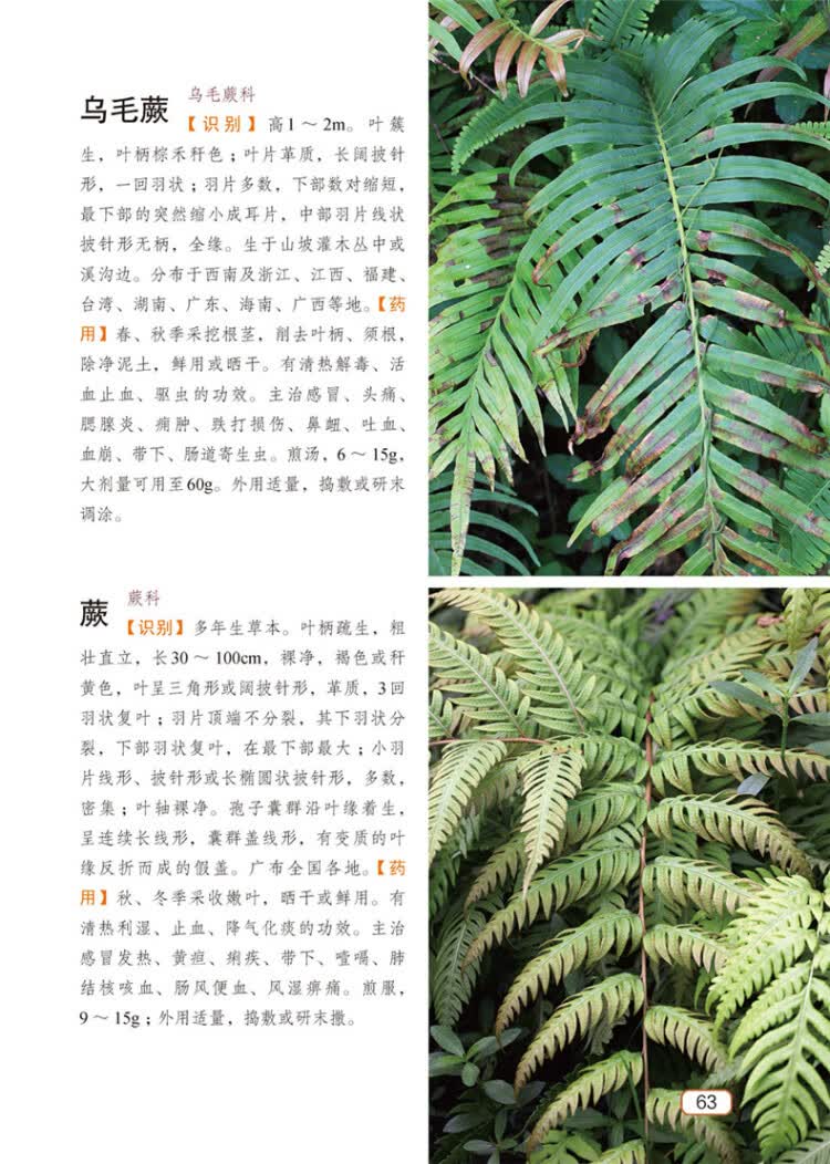 《1500种中药野外识别彩色图鉴 中医药 医药科技 岳桂华,王柳萍,杨