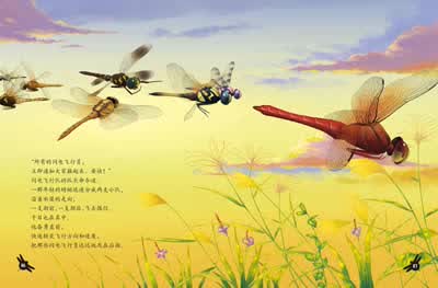蜻蜓-闪电飞行员-法布尔昆虫记-4-彩绘美图版