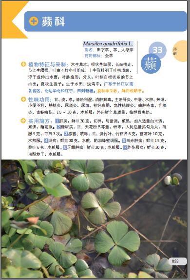 《[正版图书]中药实用图典 蒋洪 宋纬文 福建科技