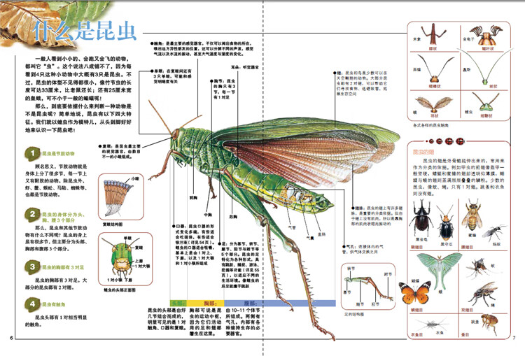 有着自己特殊的分类位置它在动物界中属于节肢动物门中的昆虫纲其主要