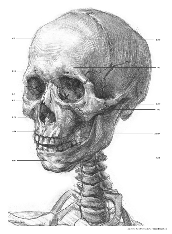 学院派基础训练师说头部骨骼与结构正版图书放心购买