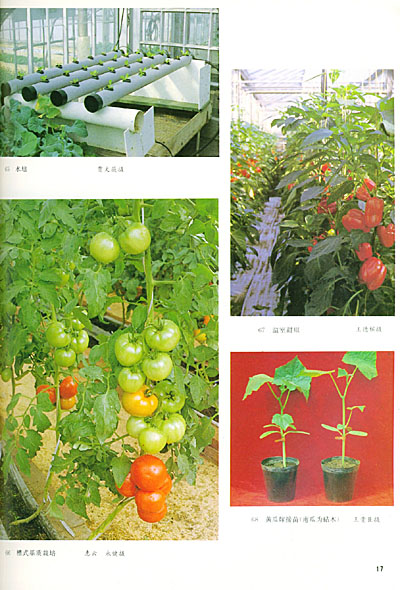 《【正版】中国农业百科全书(蔬菜卷) 中国农业百科全书总编辑地蔬菜