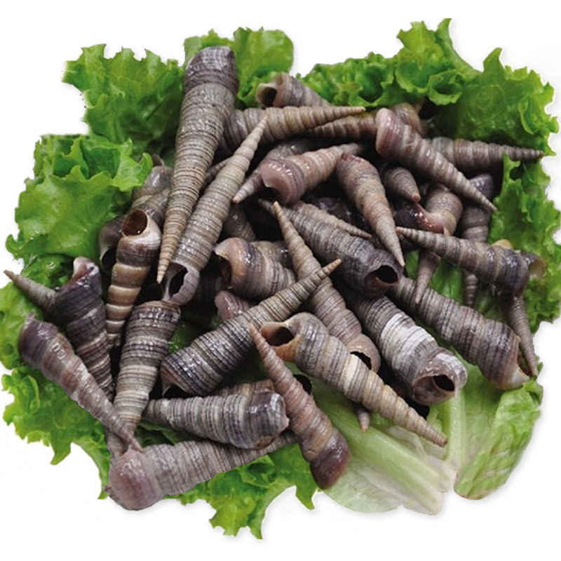 钉螺 新鲜小海螺丝丁螺 锥螺 长螺 海螺 海瓜子 贝壳类 8斤