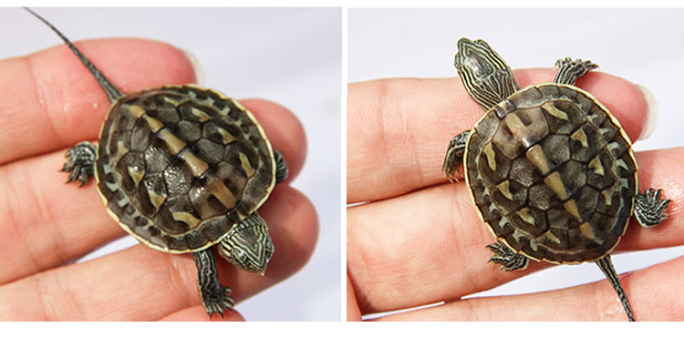 易萌 宠物花龟活体珍珠龟活物观赏龟乌龟招财龟活体小乌龟苗 花龟9