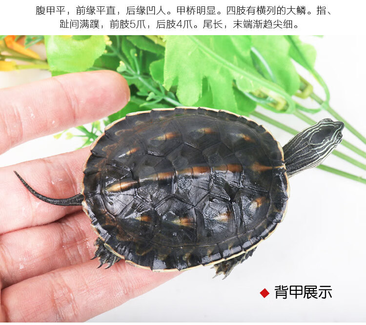 易萌宠物花龟活体珍珠龟活物观赏龟乌龟招财龟活体小乌龟苗花龟912cm