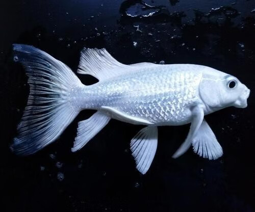 台湾蝴蝶鲤活体白金锦鲤白金龙凤冷水鳍大尾白金龙凤冷水鱼观赏鱼观赏