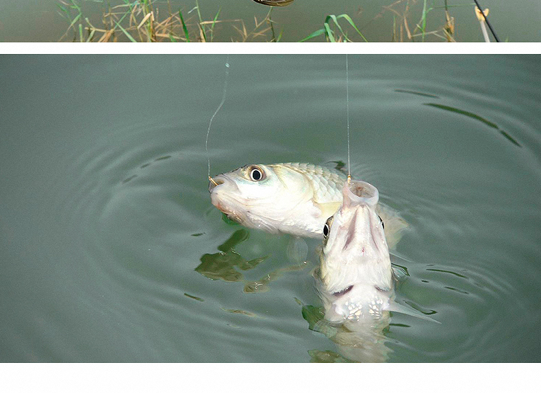 防缠绕蛮横钨钢双钩伊豆伊势尼新关东进口钓鱼钩绑好的成品子线双钩鱼