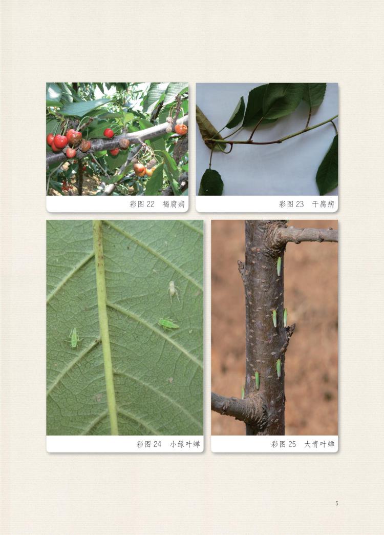 一本书明白大樱桃速丰安全高效生产关键技术李芳东张福兴