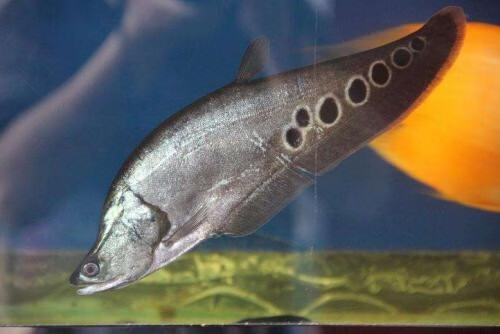 乐淘逸宠七星刀鱼活体白化金刀东洋魔鬼刀大型热带观赏好养耐活1012cm