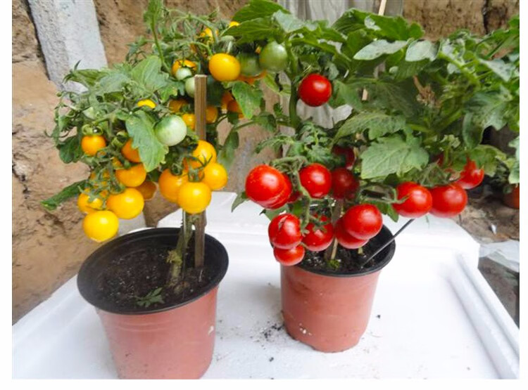 黄色樱桃小西红柿盆栽红番茄阳台园艺特色小番茄庭院盆栽樱桃番茄苗