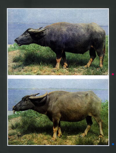 二手99成新中国水牛科学