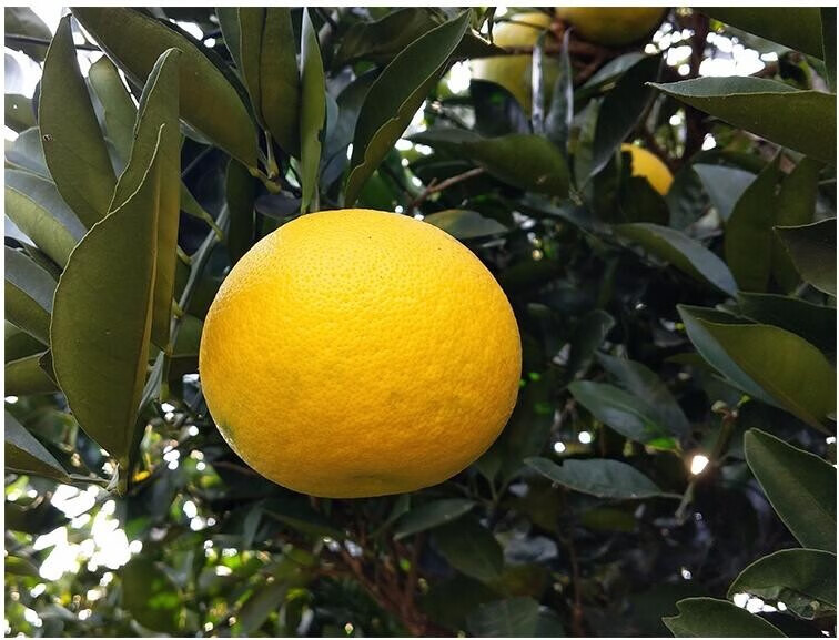 新边界常山胡柚葡萄柚水果小柚子25kg