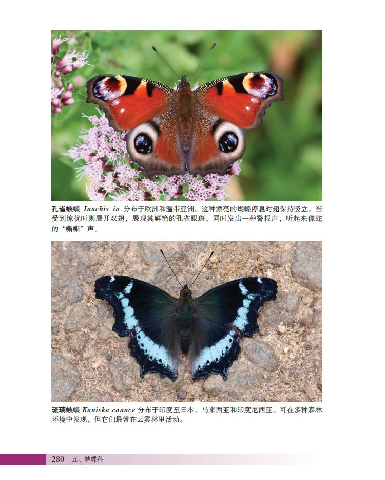 世界蝴蝶1000种图解指南阿德里安霍斯金斯河南科学技术出版社