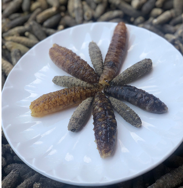 多规格可选散装淡干土耳其小海参米刺海参55只装610cm大虎纹参土豪款