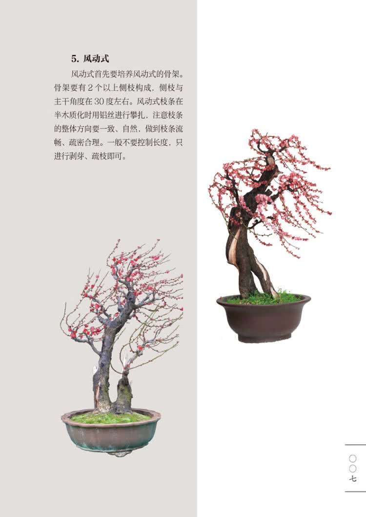 梅花盆景造型技艺:冯氏造梅十三式