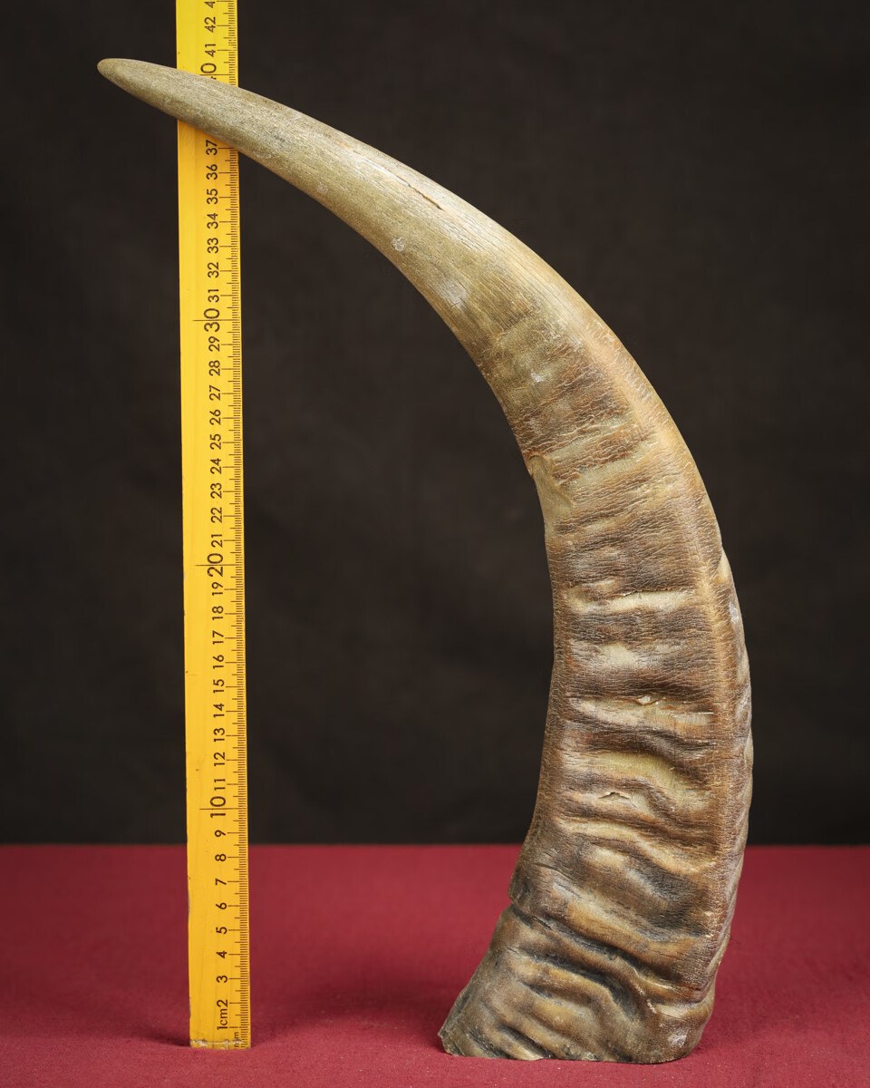 ka432号ot33天然珍稀牛角尖摆件