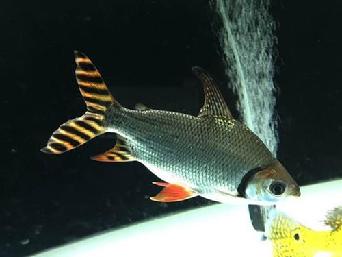 飞凤鱼活体吃垃圾鱼大型热带观赏鱼高档红龙金龙鱼配鱼乐淘逸宠1820cm