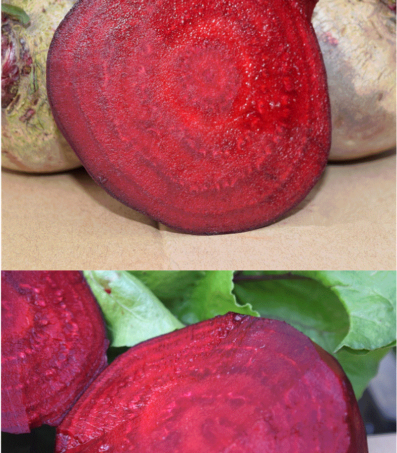 新鲜甜菜根现挖甜菜头红菜头萝卜红甜菜新鲜蔬菜5斤装