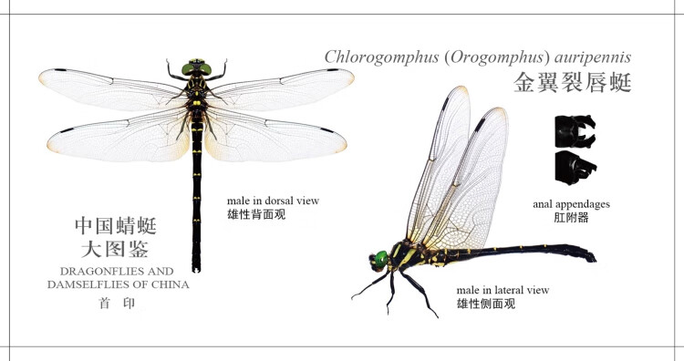正版中国蜻蜓大图鉴张浩淼重庆大学出版社9787568910378