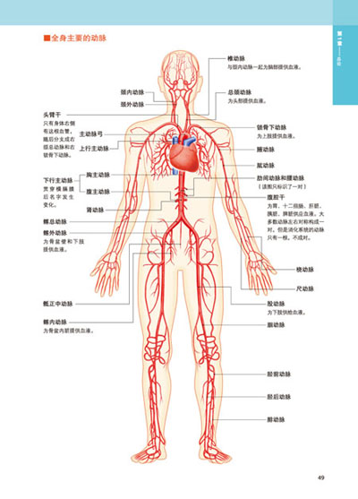 3d人體解剖圖 [日]坂井建雄,[日