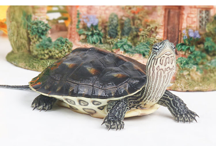 易萌宠物花龟活体珍珠龟活物观赏龟乌龟招财龟活体小乌龟苗花龟912cm