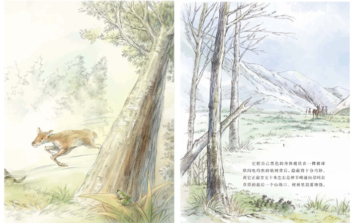 沈石溪画本 辑:红奶羊