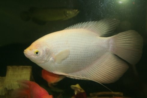 白招财鱼活体战舰鱼红尾古代战船中大型热带风水鱼乐淘逸宠红尾招财15