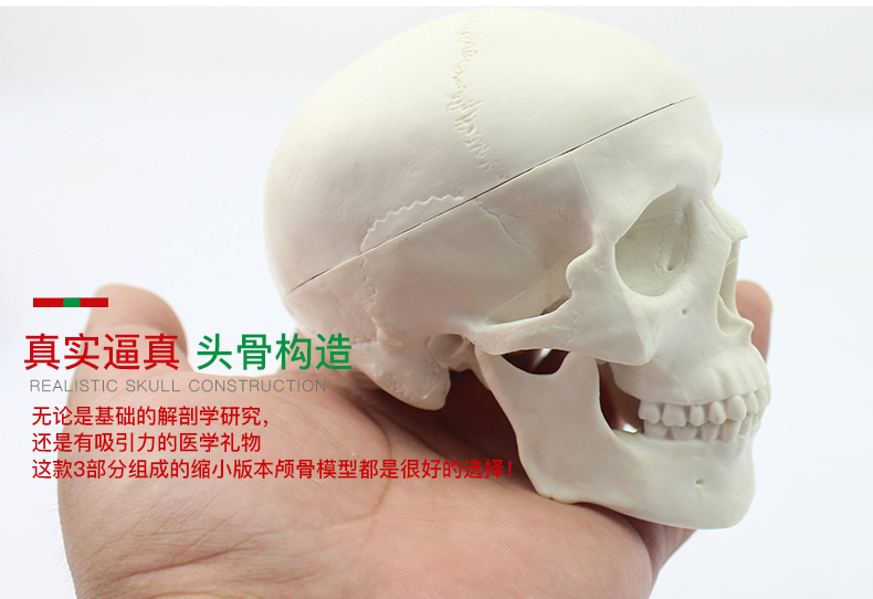 美容微整头迷你骨骼婴儿胎儿颅骨咀嚼肌肉神经动静脉咬肌颞肌三叉神经