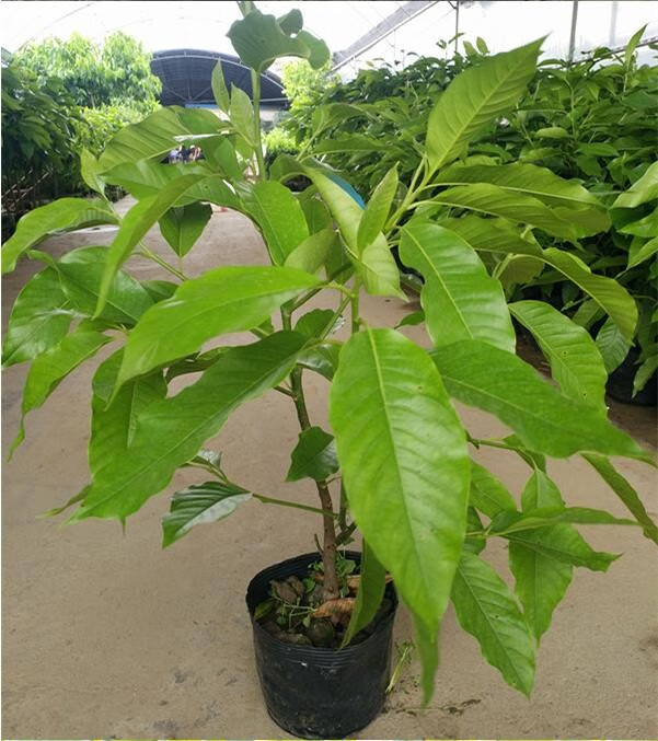 白兰花盆栽 黄桷兰嫁接白兰花苗十里飘香白玉兰花树苗 黄兰盆栽地栽苗