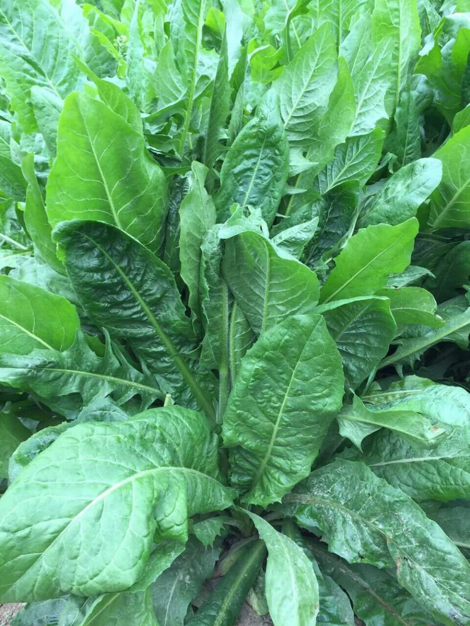 绿中城 批发牧草草籽将军菊苣菊苣种籽种子含高蛋白汁液多 菊苣净籽