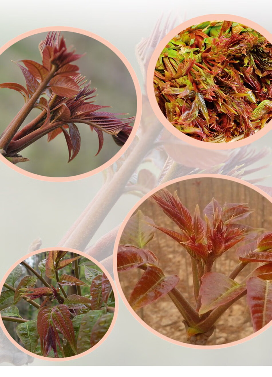 新鲜香椿芽 红香椿嫩叶 嫩香椿芽生鲜蔬菜绿香椿 3斤【图片 价格 品牌