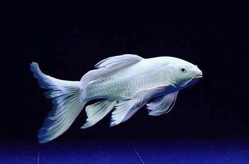 蝴蝶鲤鱼苗纯种球体短身长尾精品蝴蝶鲤冷水观赏鱼乐淘逸宠 赛级球体