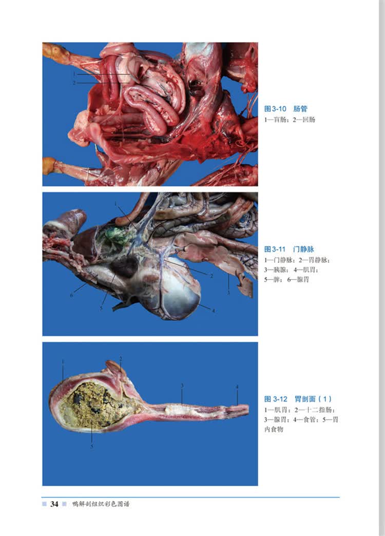 《鸭解剖组织彩色图谱 李健,郁川,张旻 化学工业出版社 9787122253637