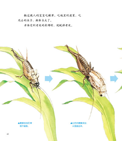 《音乐演奏家蟋蟀 (法)法布尔 原著,(日)小林清之介,(日)高桥 新星