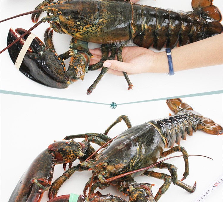 青岛货源检疫证书齐全 1-10斤规格全】玮世 鲜活波士顿大龙虾 袋装