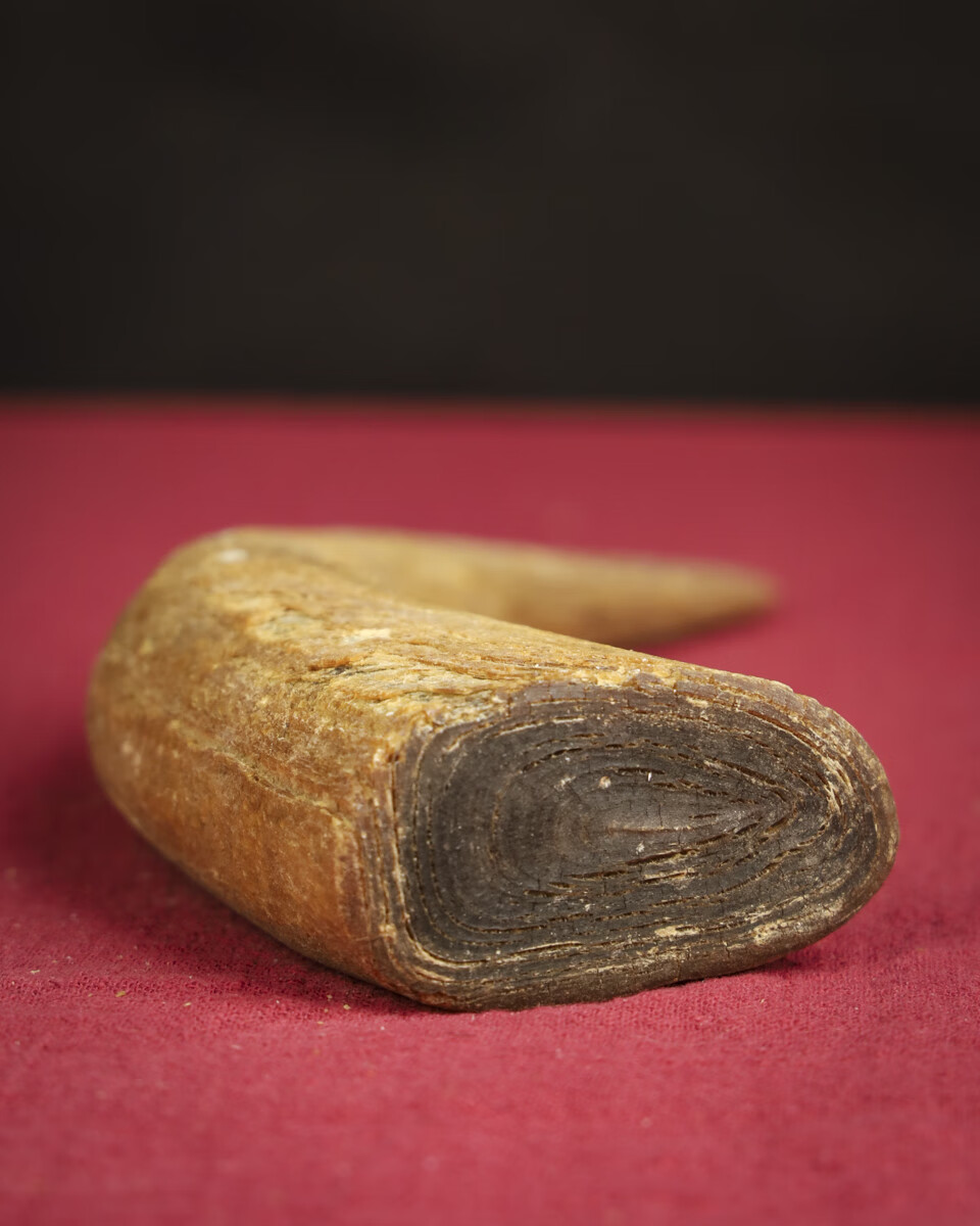 kle671:ot31天然珍稀牛角尖摆件