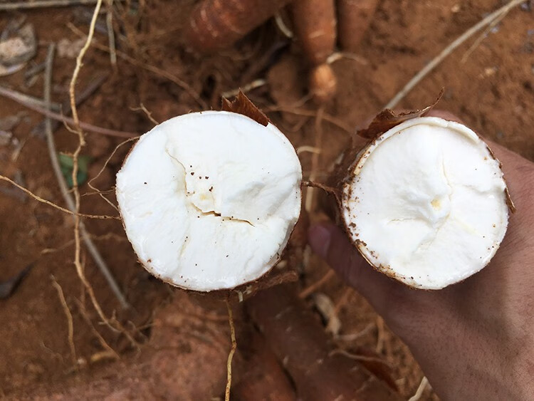 帆儿庄园现挖木薯面包木薯白肉木薯板栗木薯5斤新鲜蔬菜25kg