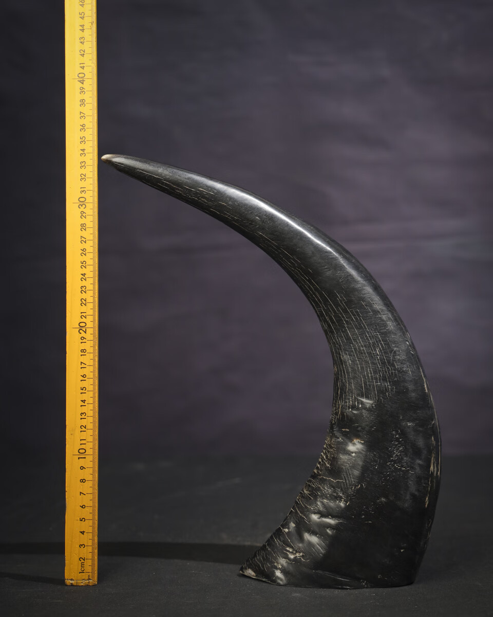 xa85:yc55珍稀牛角角尖镇宅保平安摆件